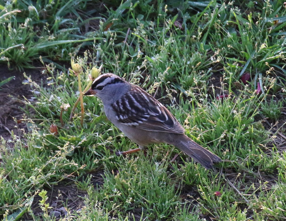 Bruant à couronne blanche - ML56270161