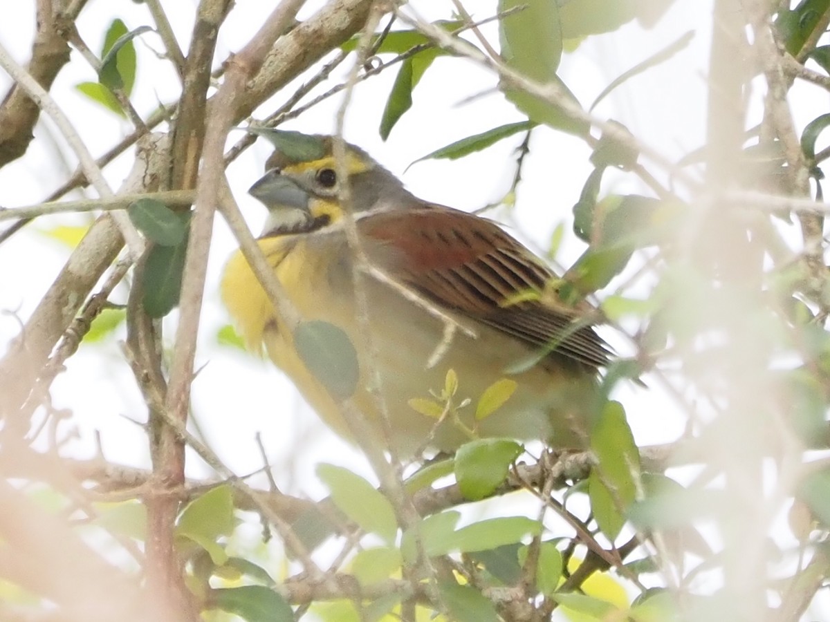 Dickcissel - ML562701851