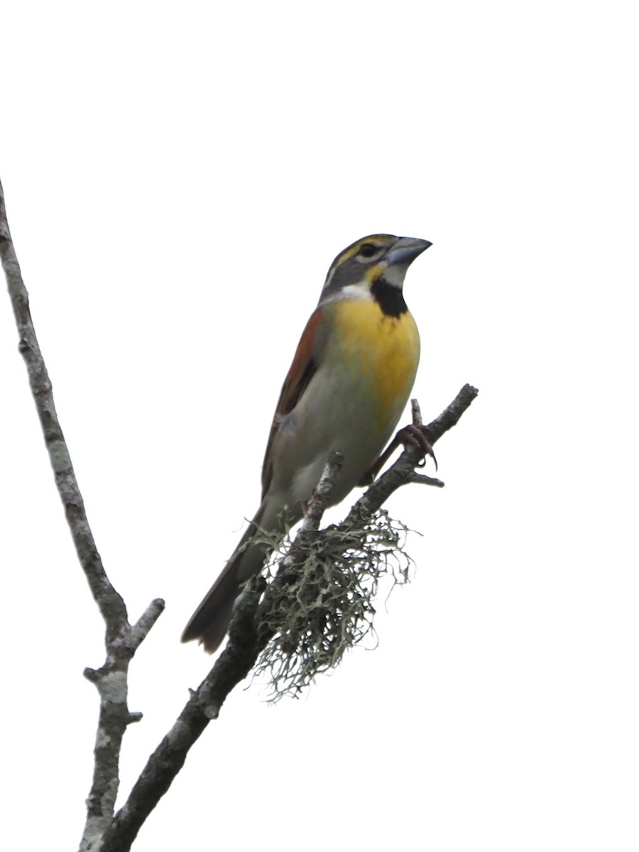Dickcissel - ML562701871