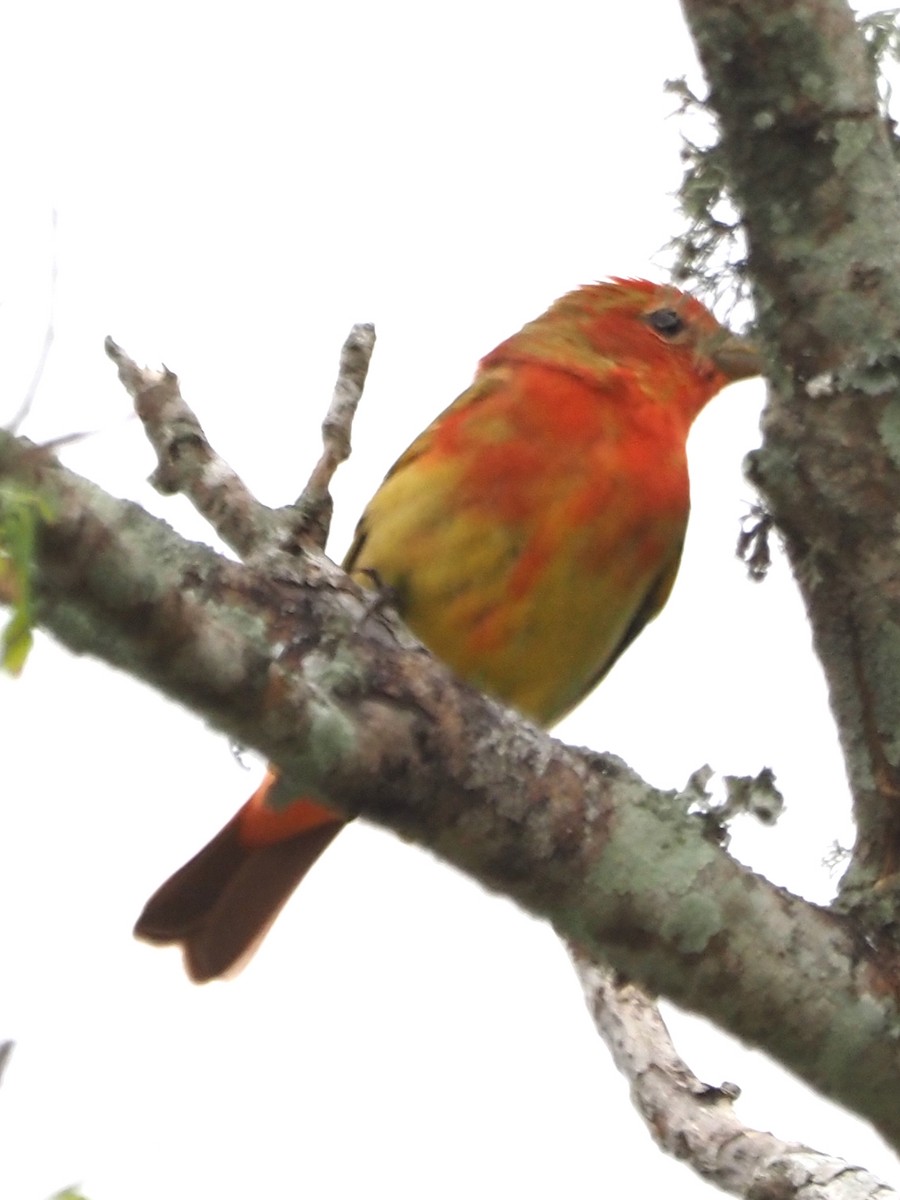 Summer Tanager - ML562701891