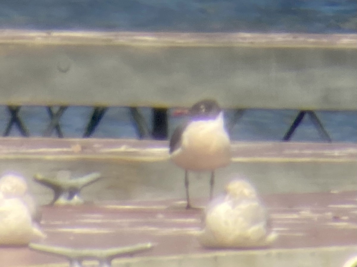 Laughing Gull - ML562702701