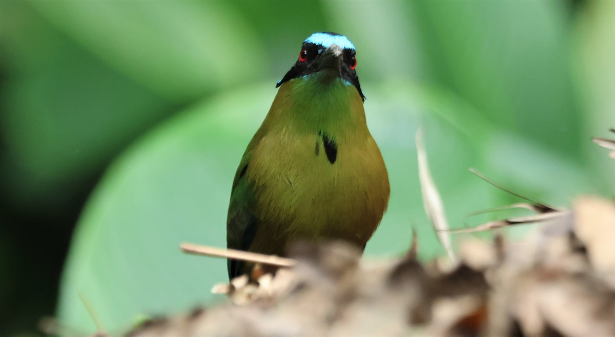 Andean Motmot - ML562703131