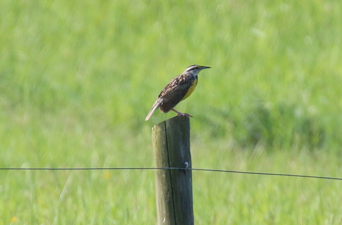 Eastern Meadowlark - ML56270321