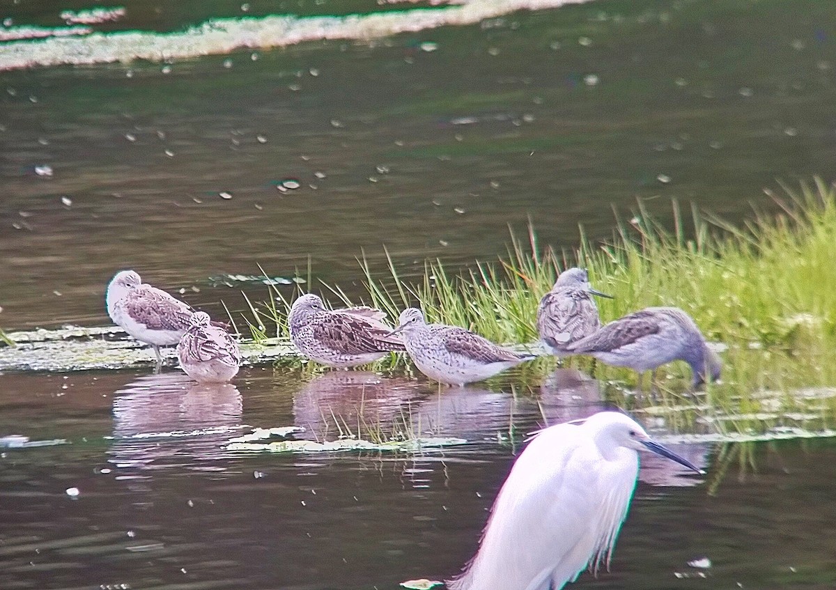 Common Greenshank - ML562703491