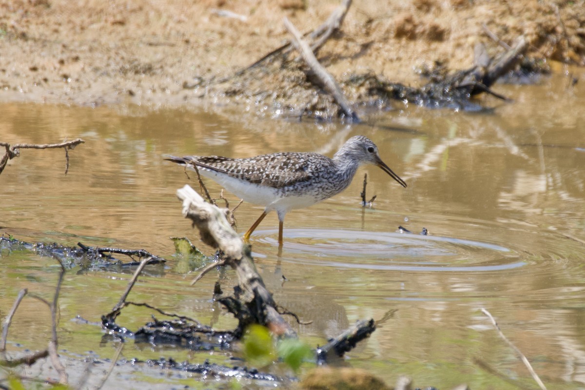 Lesser Yellowlegs - ML562704231