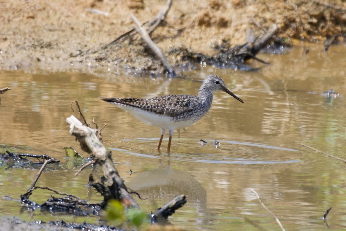 Lesser Yellowlegs - ML562704241