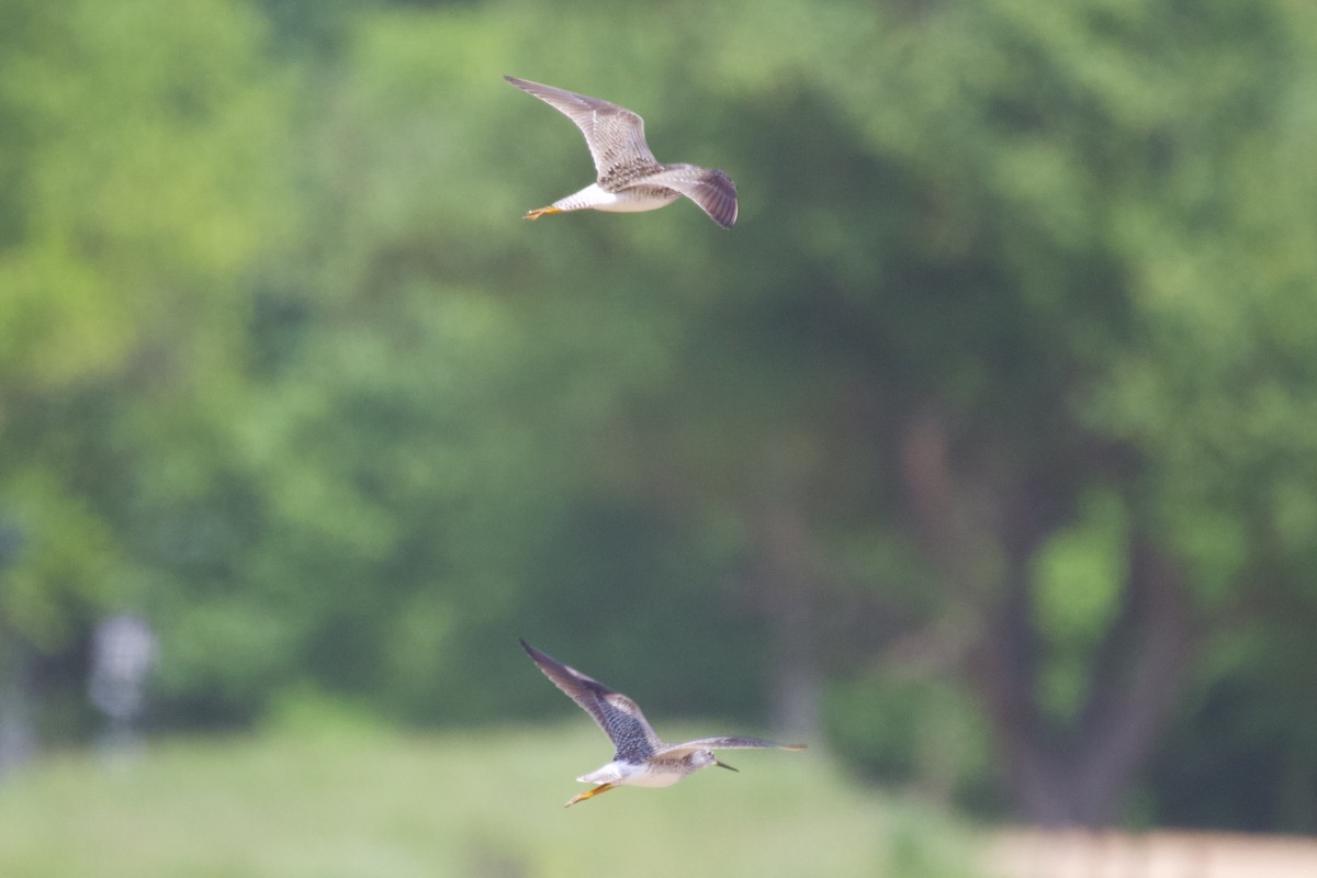 Lesser Yellowlegs - ML562704251