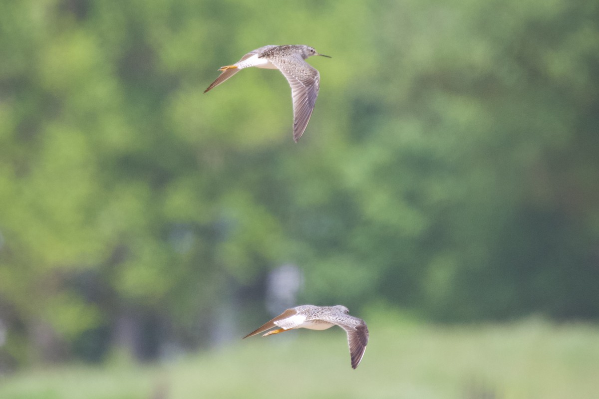 Lesser Yellowlegs - ML562704261