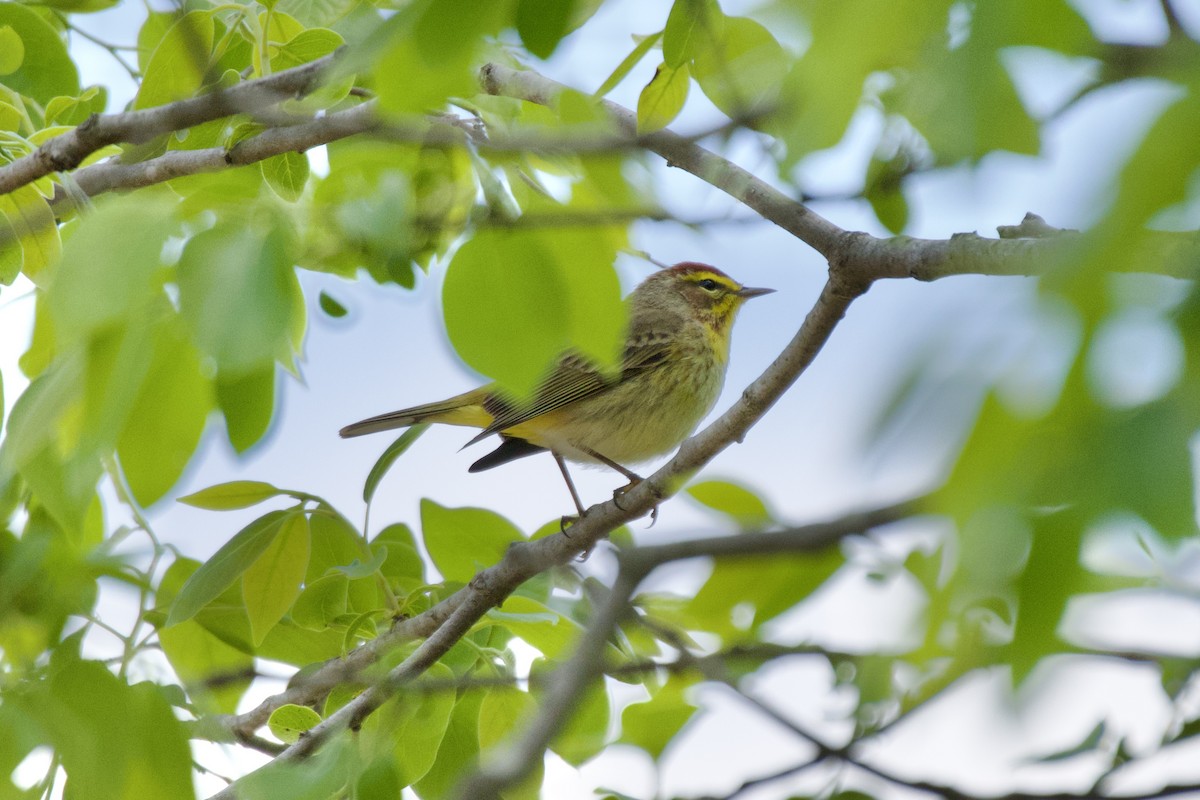 lesňáček bažinný (ssp. palmarum) - ML562704561