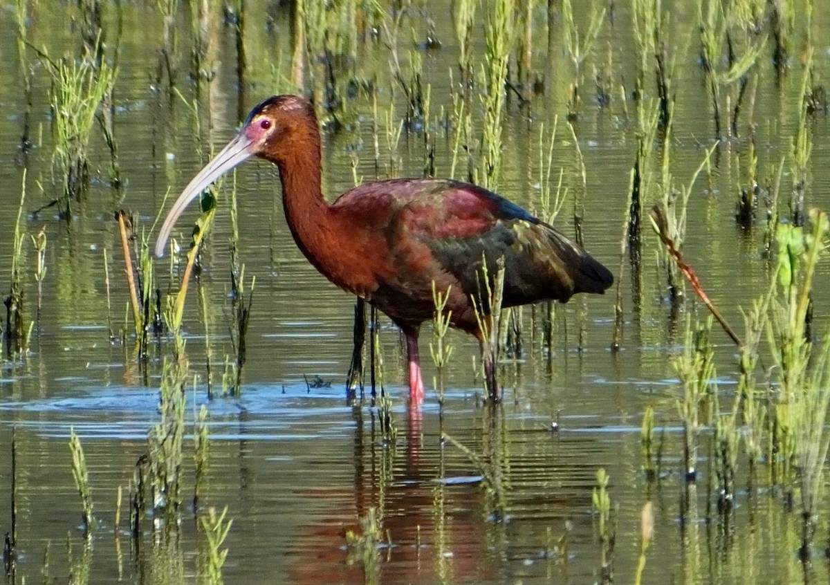ibis americký - ML56270501