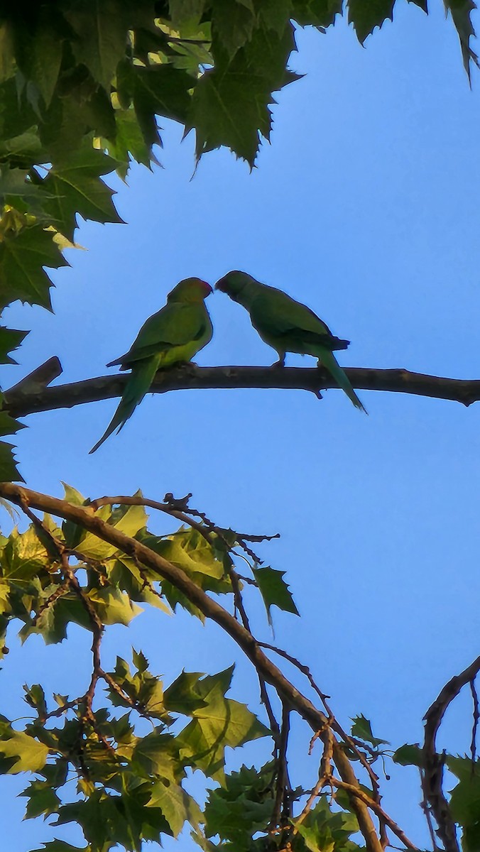 Rose-ringed Parakeet - ML562705251