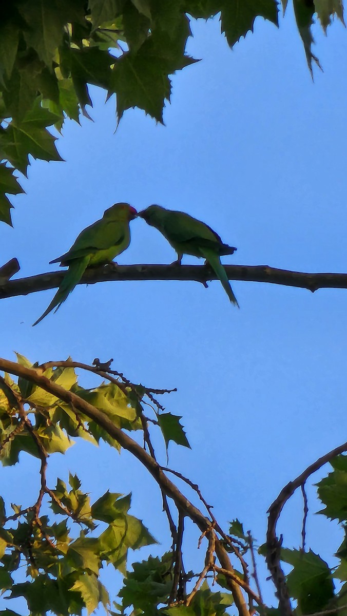 Rose-ringed Parakeet - ML562705401