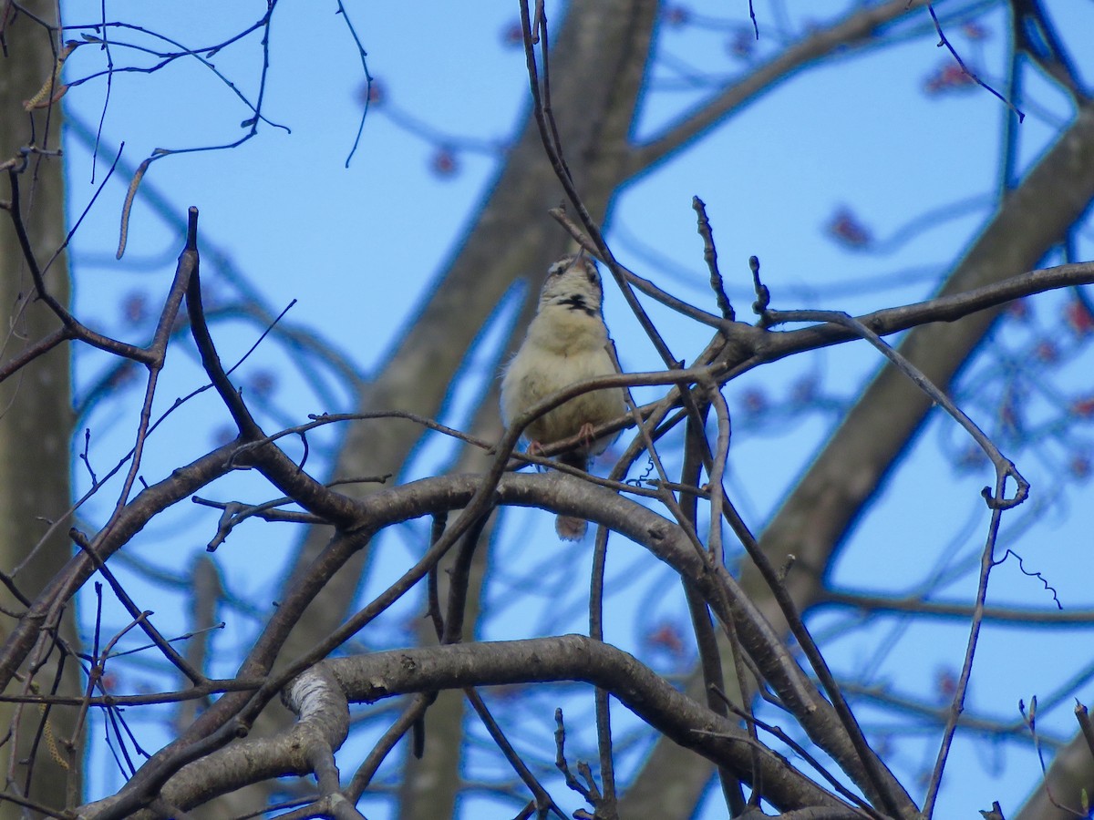 Carolina Wren - ML56270551