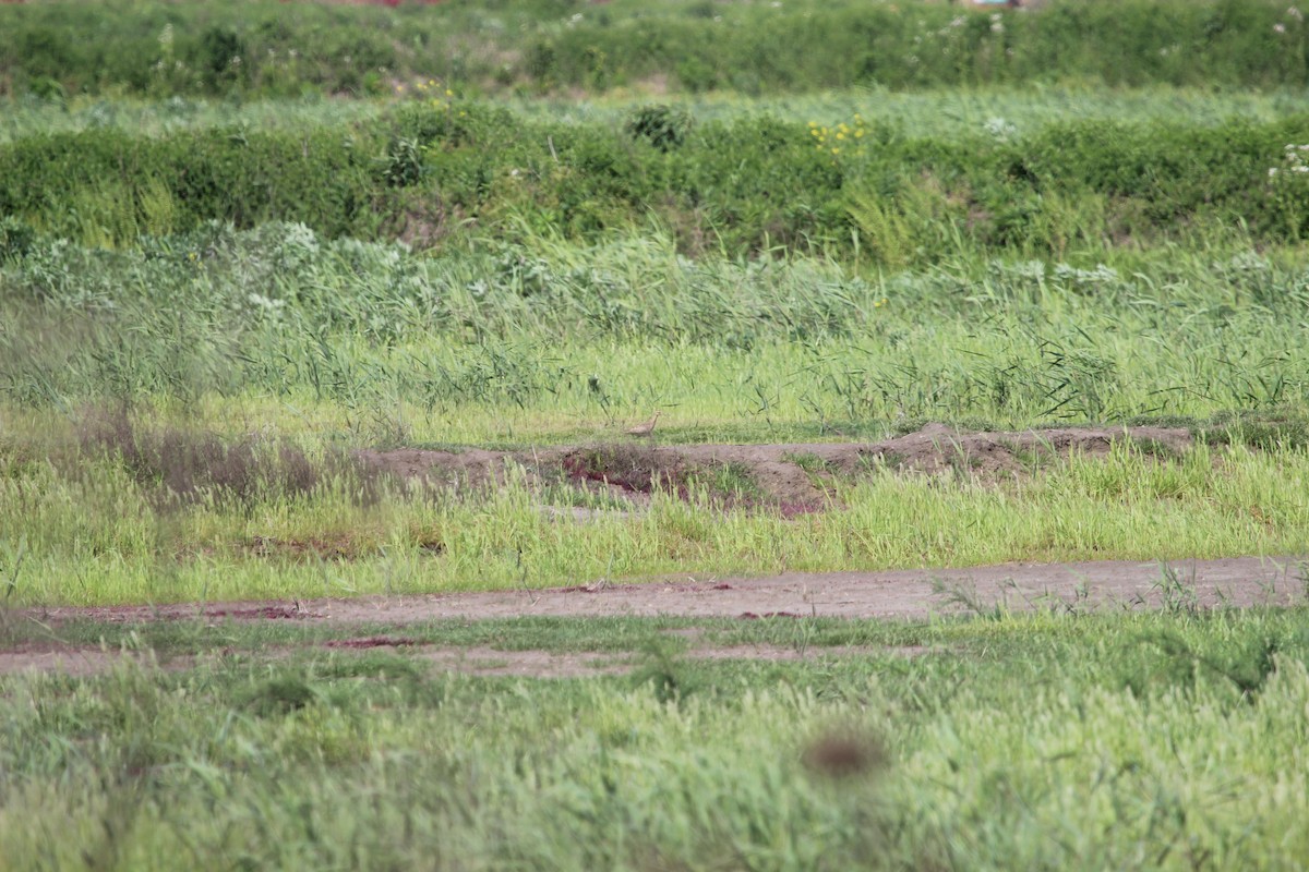 Little Curlew - ML562706931