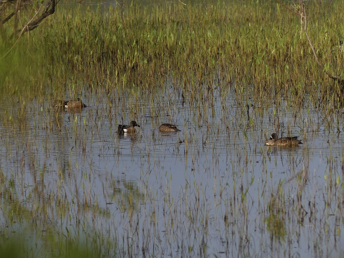 Blue-winged Teal - ML562707681