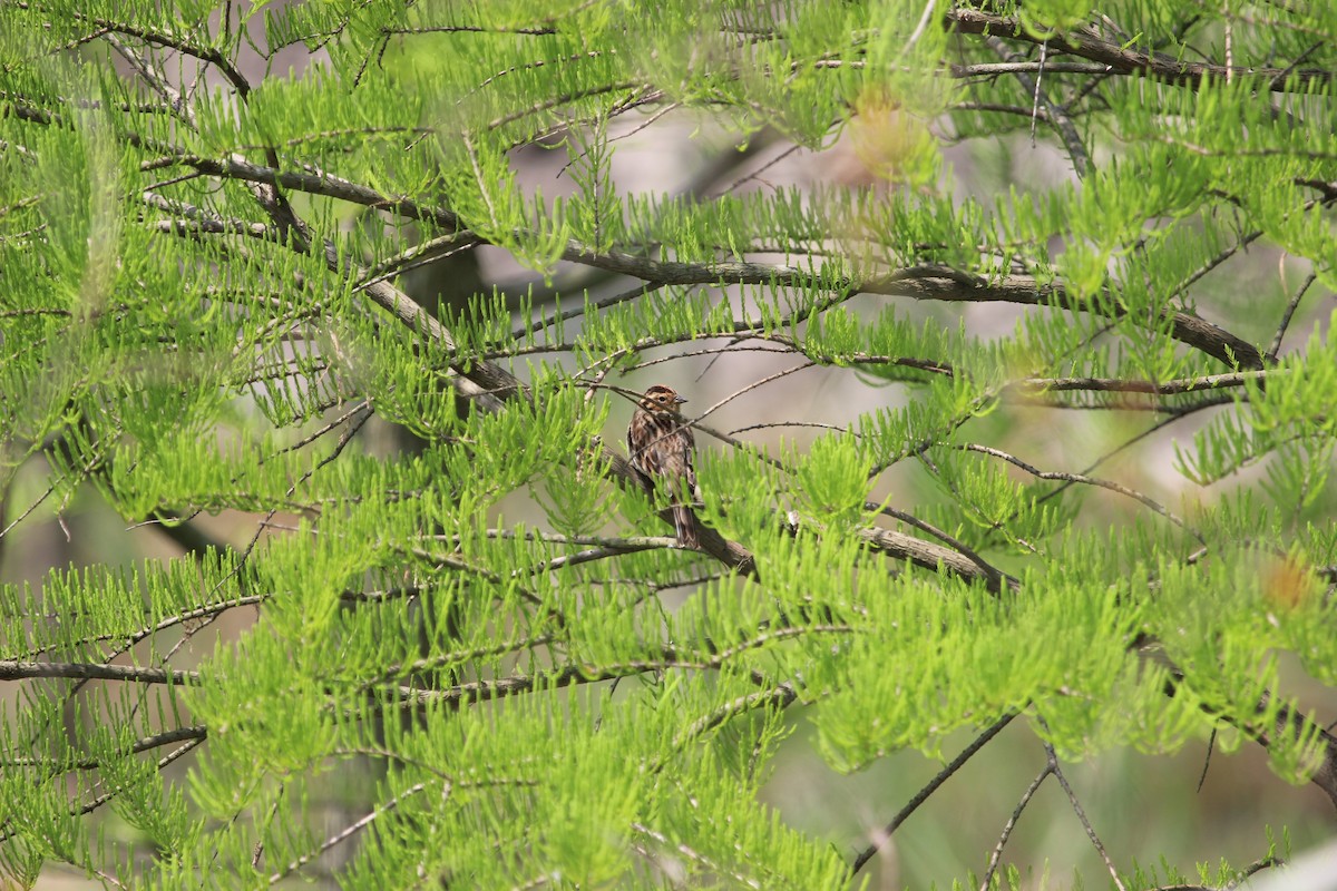 Little Bunting - ML562708161