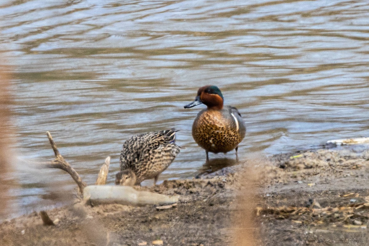 Green-winged Teal - ML562709101