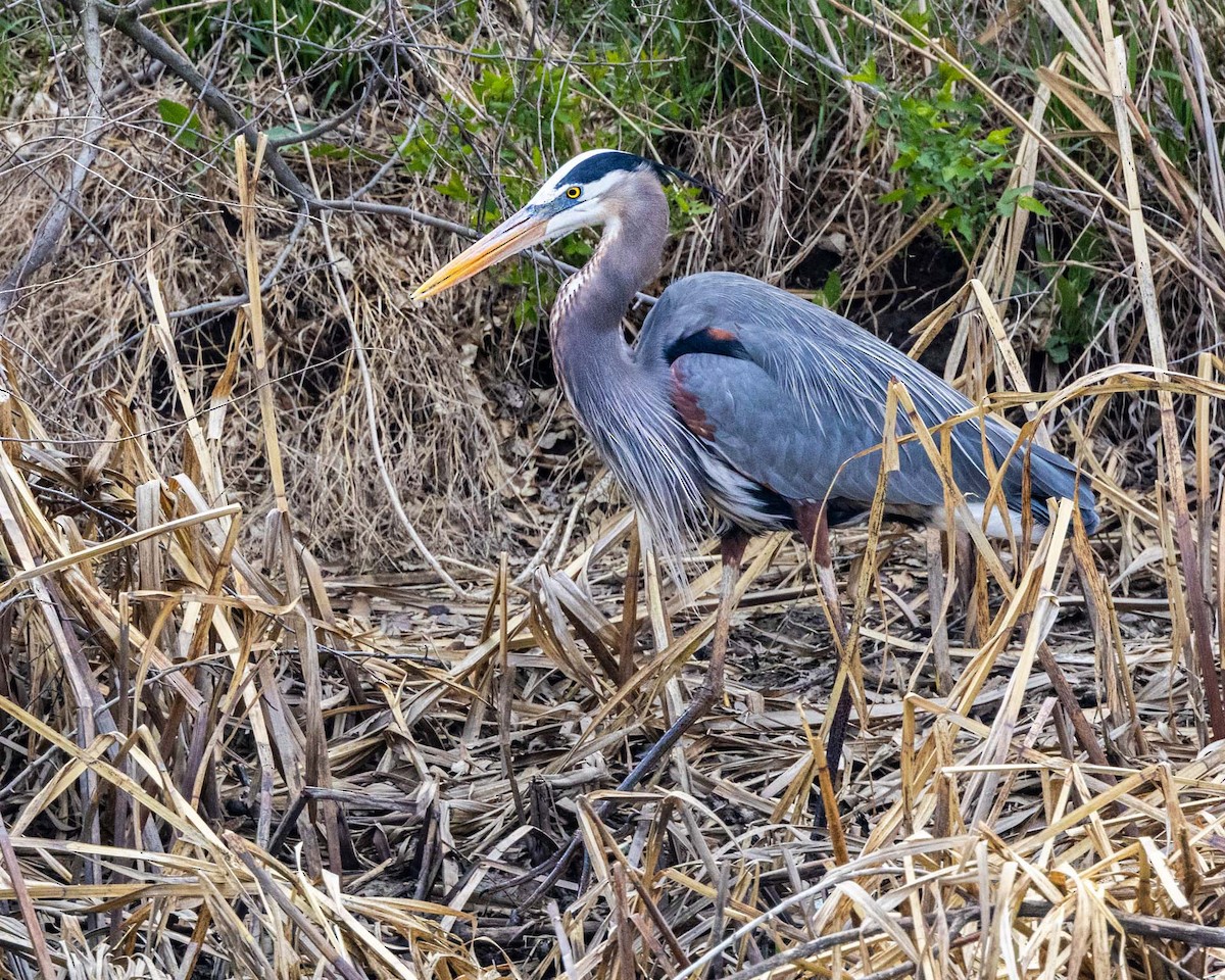 Great Blue Heron - ML562709261