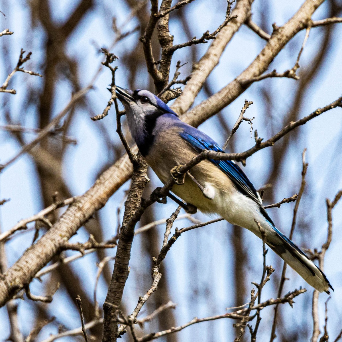 Blue Jay - ML562709411