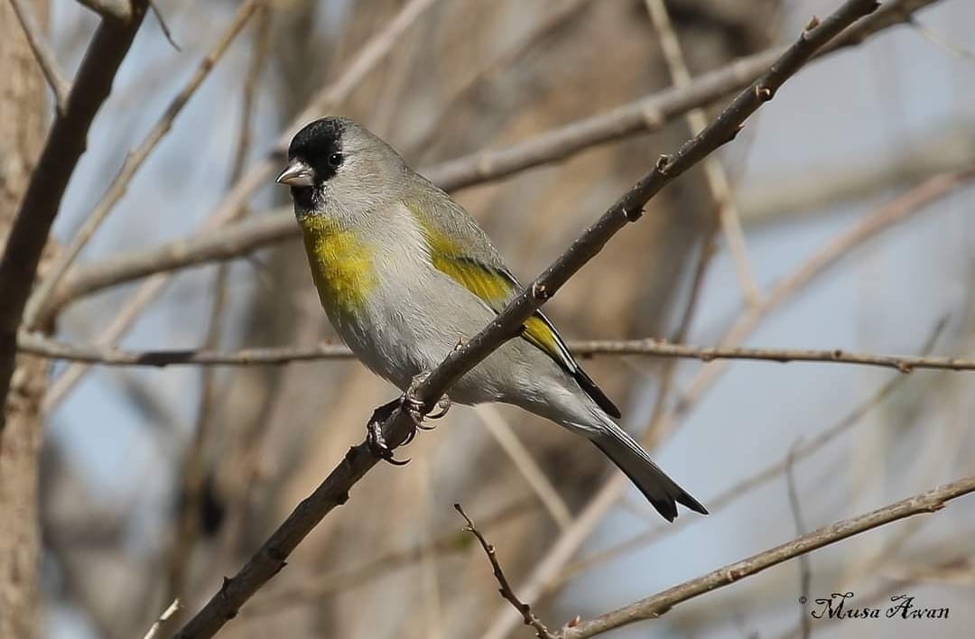 Lawrence's Goldfinch - ML562709421