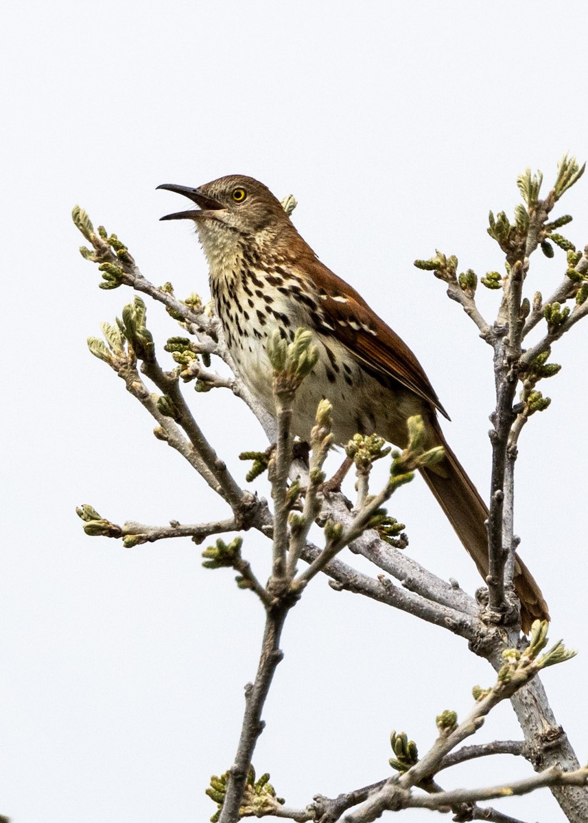 Brown Thrasher - ML562709501