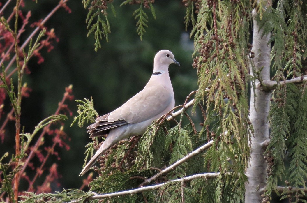 Eurasian Collared-Dove - ML562711131