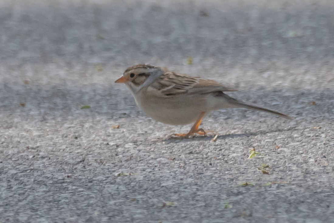 Kil Rengi Serçe - ML562712961