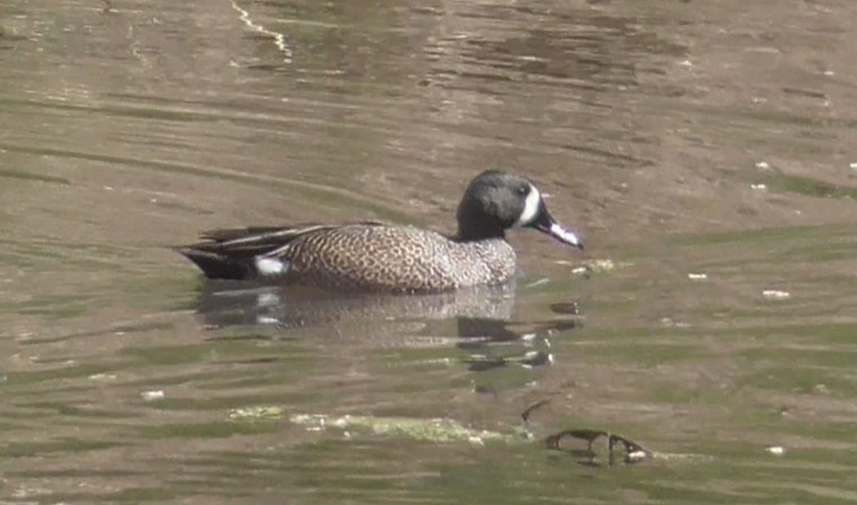 Blue-winged Teal - Bernard Morris