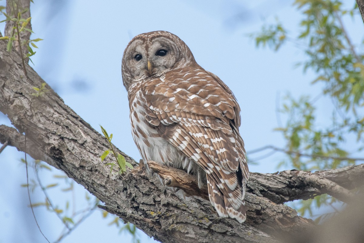 Çizgili Baykuş - ML562713561