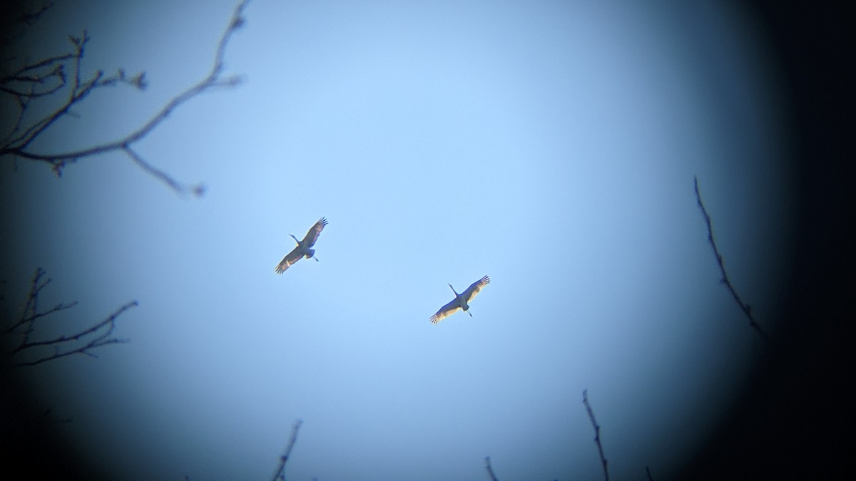 Sandhill Crane - ML562714151