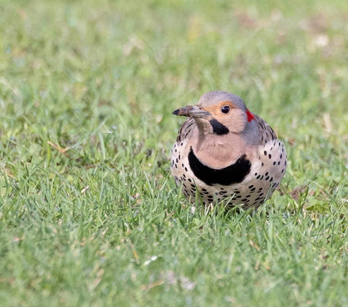 Northern Flicker - ML562714591