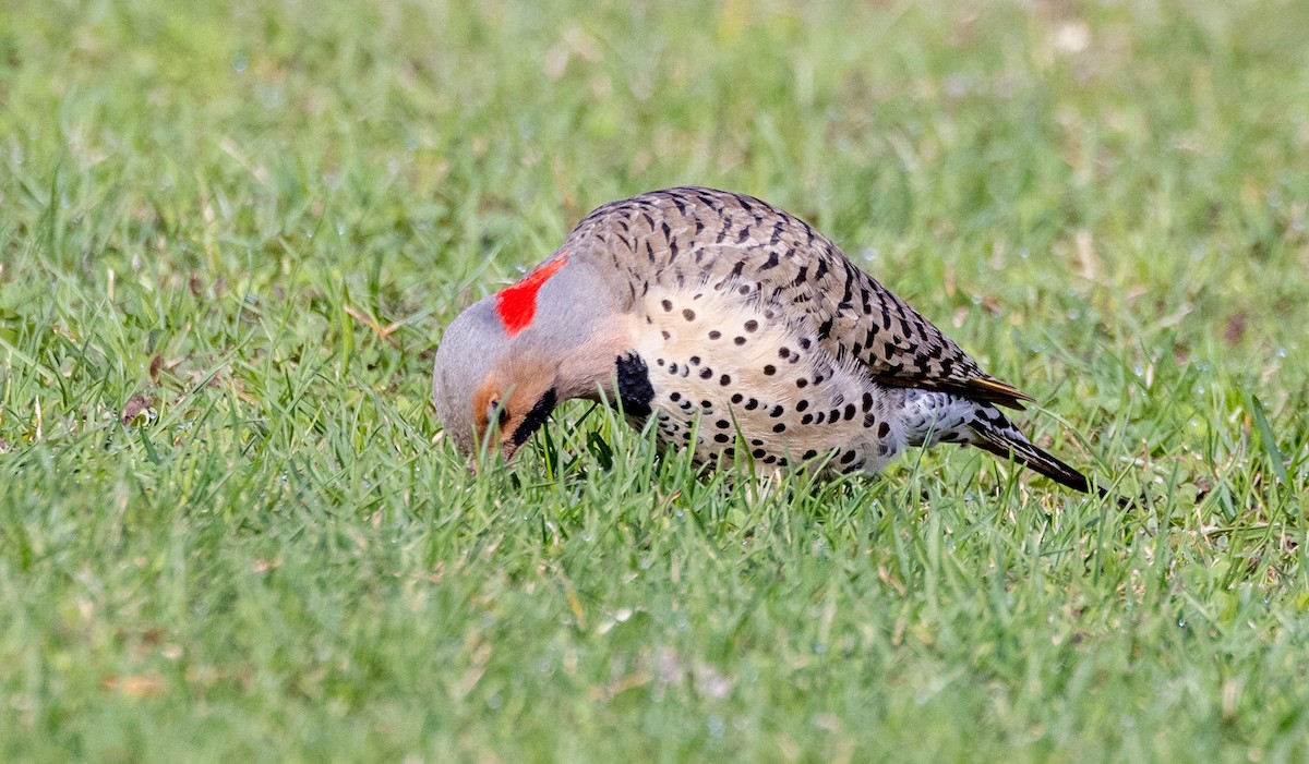 Northern Flicker - ML562714601