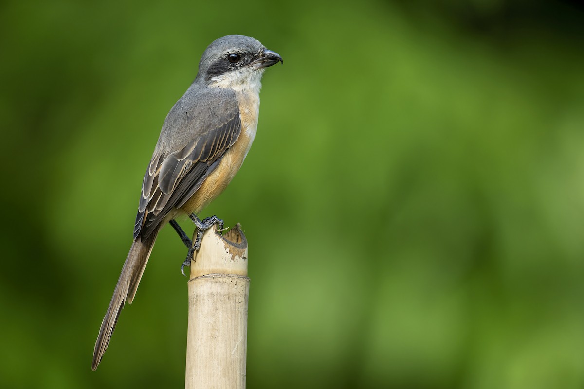 Gray-backed Shrike - ML562715111