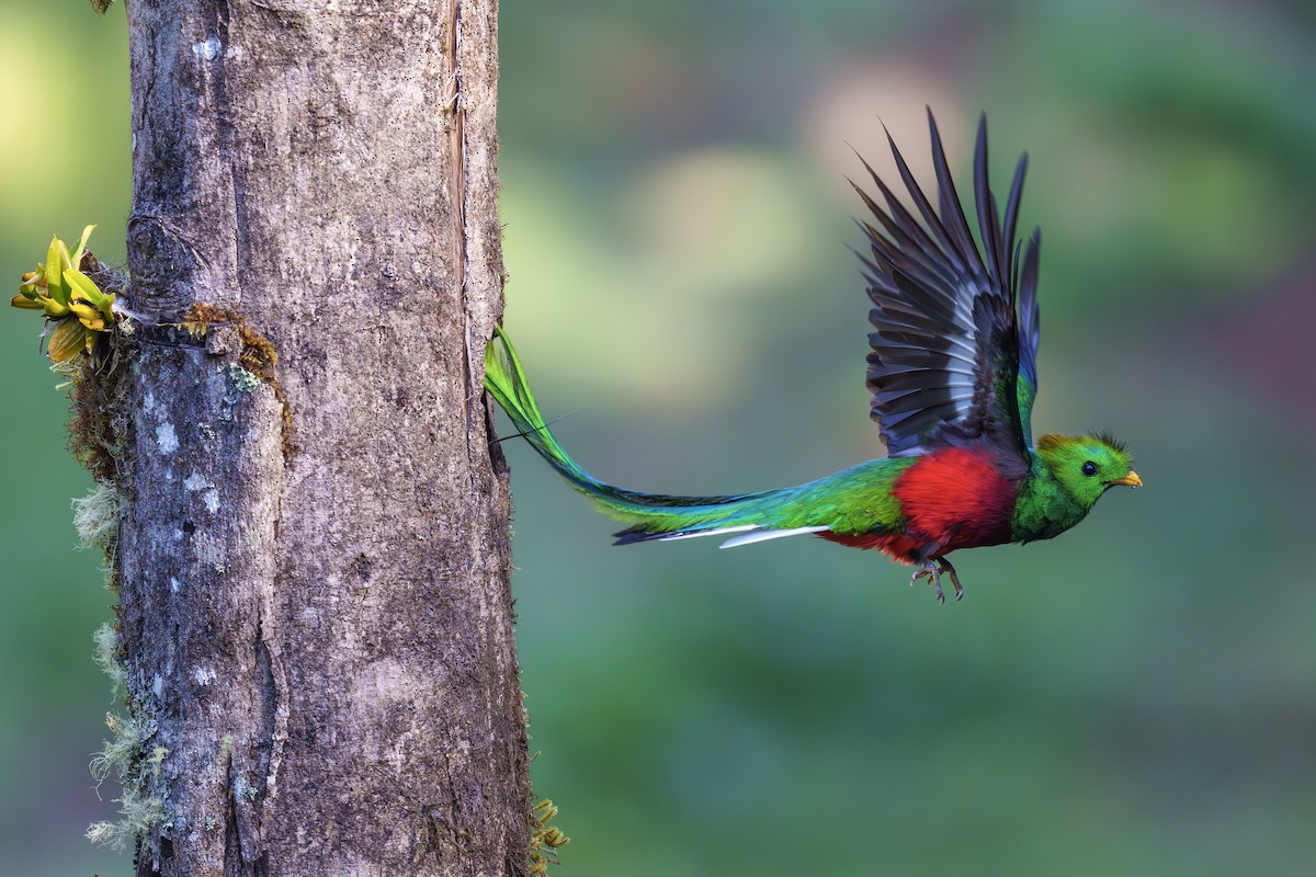 Resplendent Quetzal - Jeff Hapeman