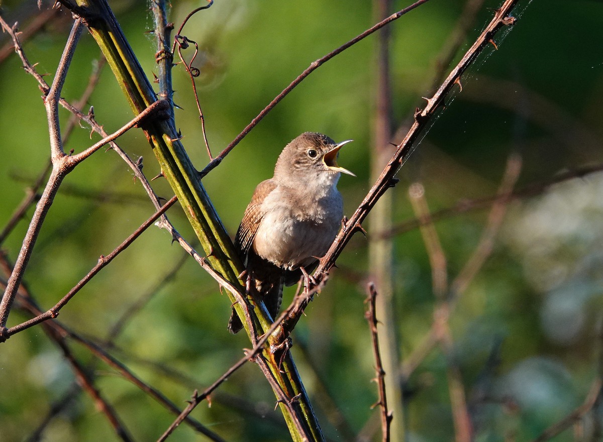 Northern House Wren - ML562716591