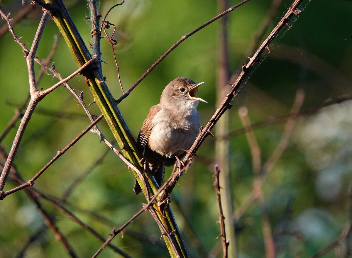 House Wren - ML562716591