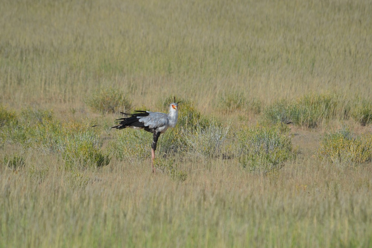 Secretarybird - ML56271911