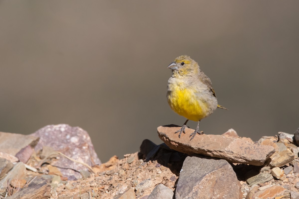 Bright-rumped Yellow-Finch - ML562719401