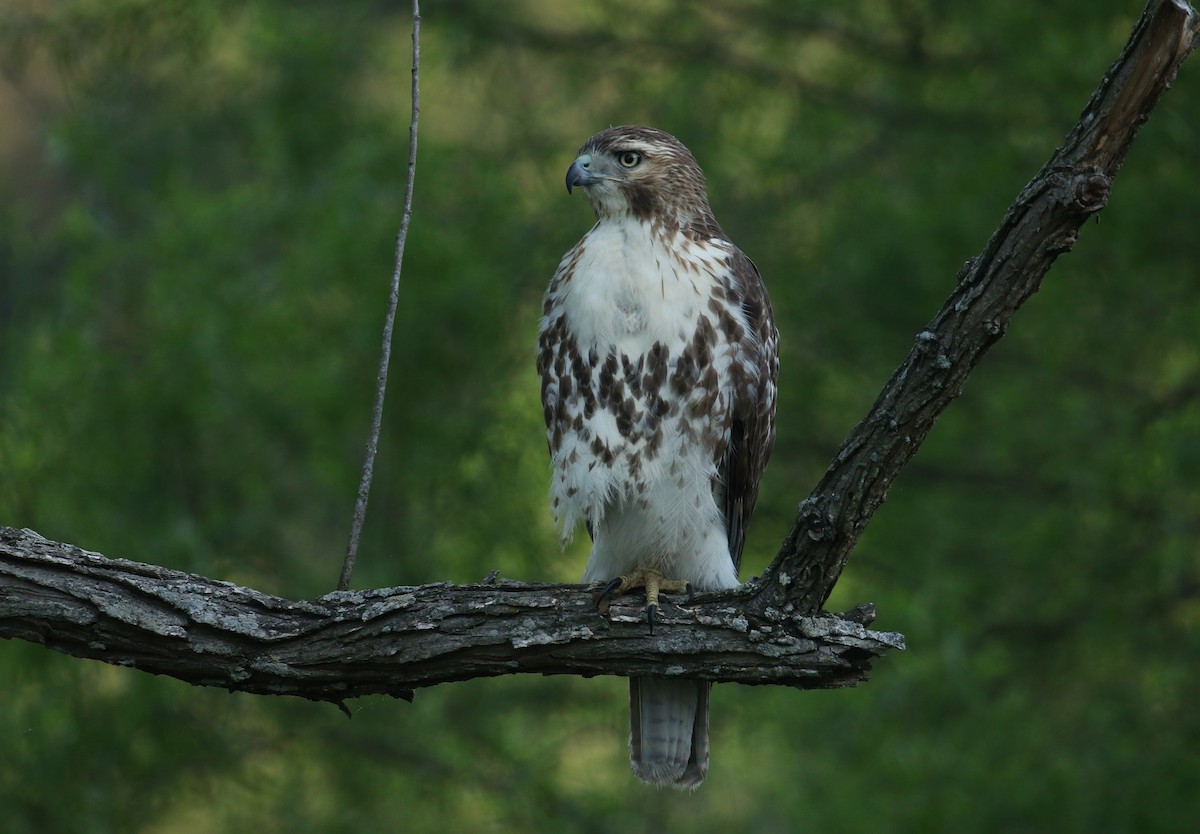 Red-tailed Hawk - ML562719461