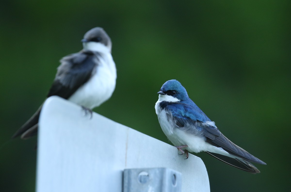 Tree Swallow - ML562719591