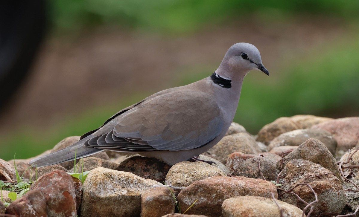 Ring-necked Dove - Luke Goddard