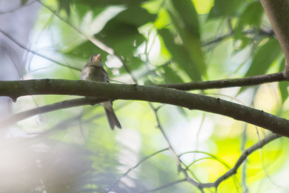 Euler's Flycatcher - ML562720301