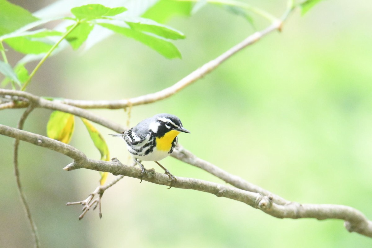 Yellow-throated Warbler - ML562720441