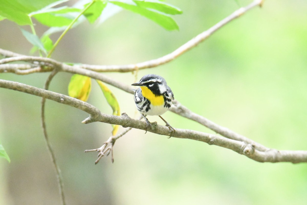 Yellow-throated Warbler - ML562720451