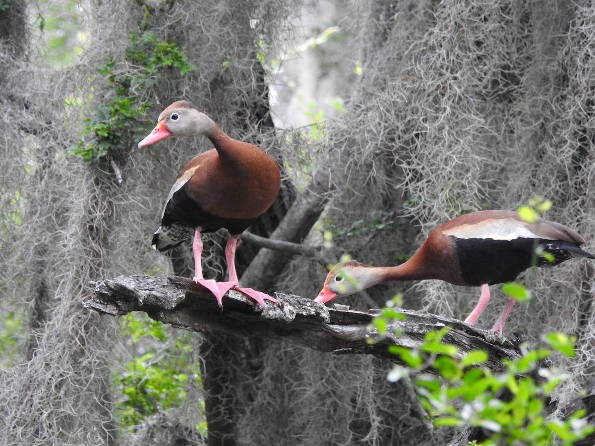 Black-bellied Whistling-Duck - ML562722741