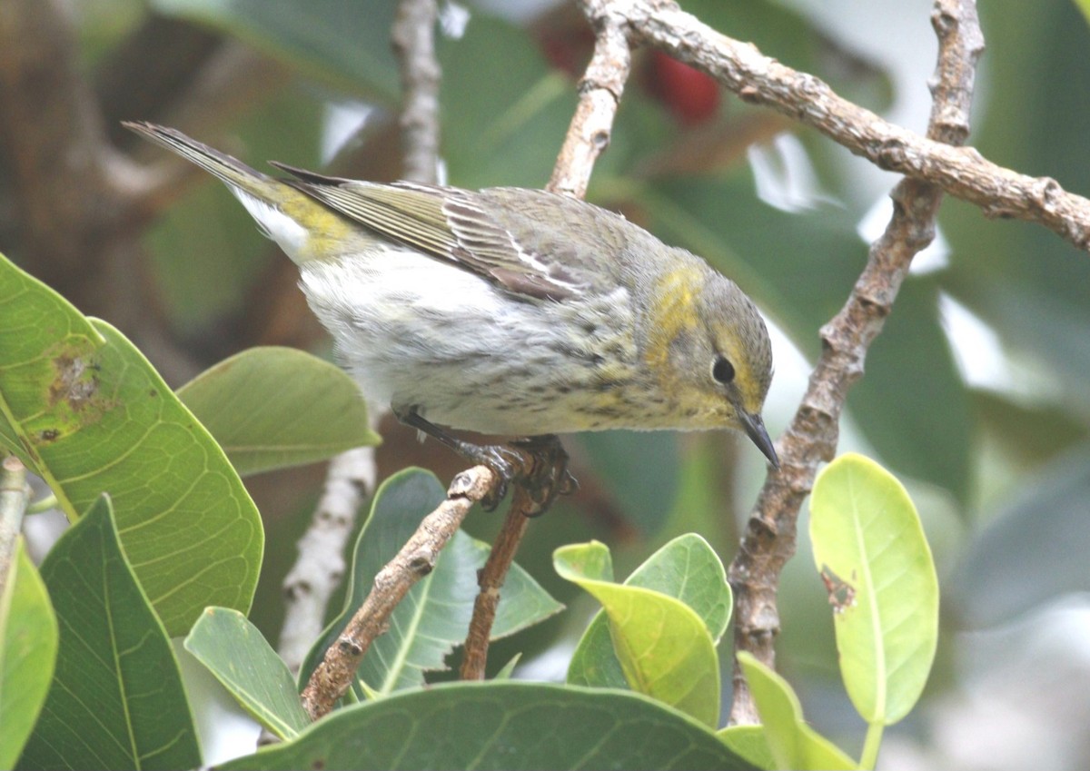 Cape May Warbler - ML562724061
