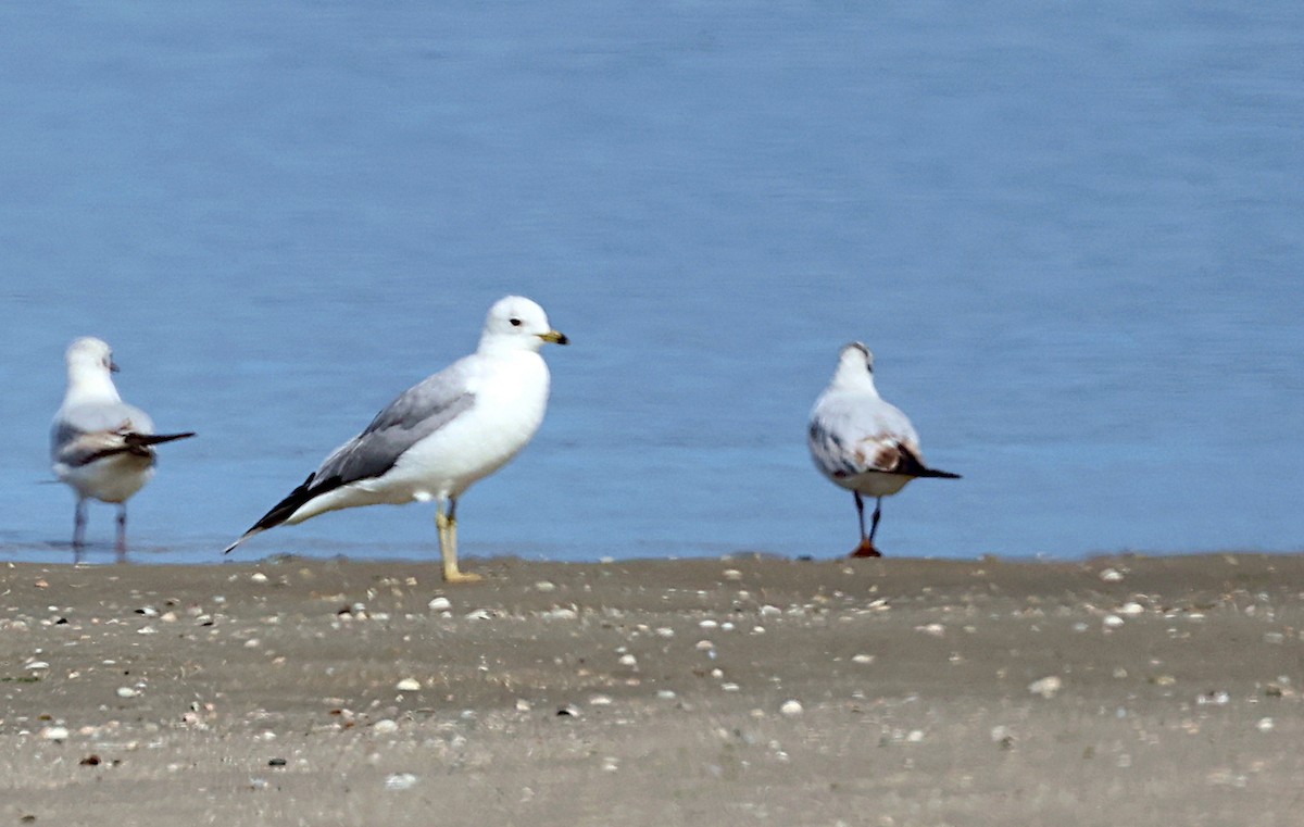 Goéland cendré - ML562725051