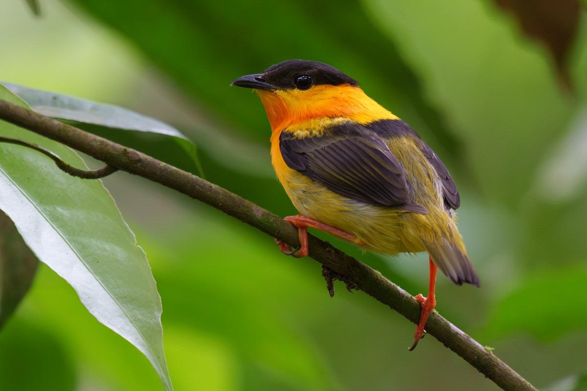 Orange-collared Manakin - Jeff Hapeman