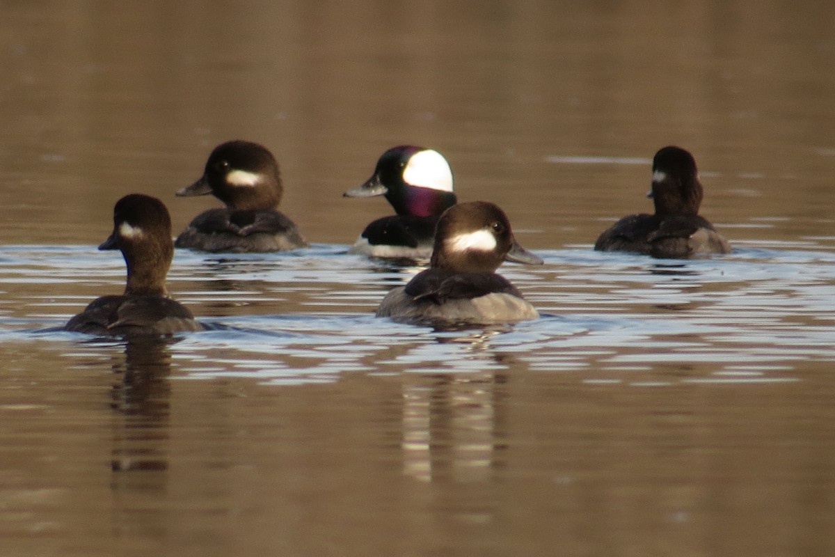 Bufflehead - ML562725381