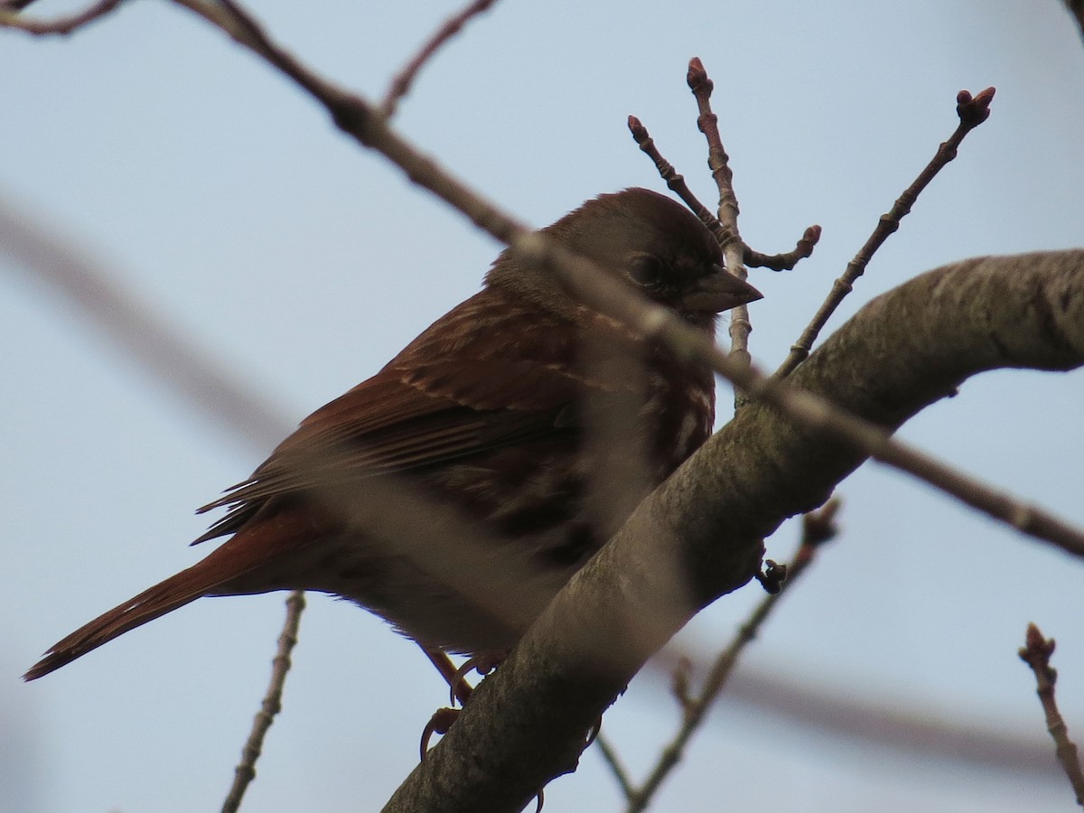 Fox Sparrow - ML562725471